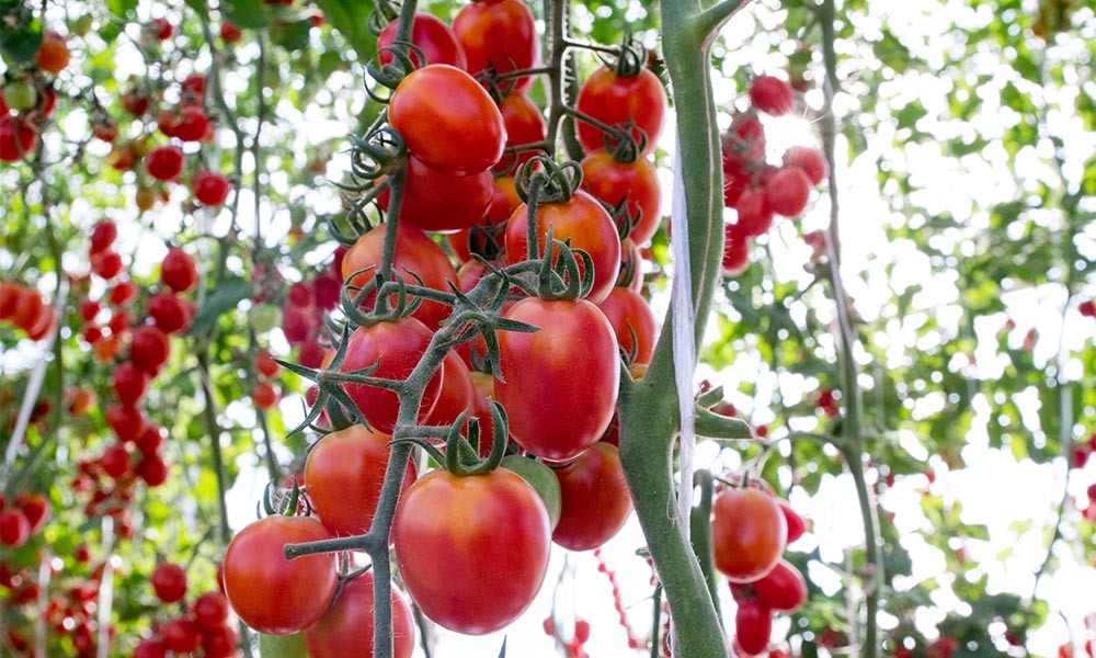 8 Simple Tips To Grow Your Best Tomato Crop Ever. Period!