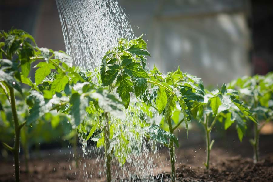Watering The Garden