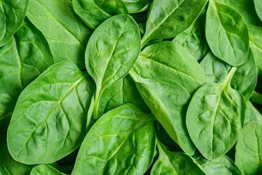 freeze spinach