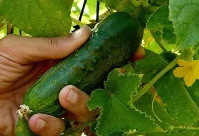 protect cucumber plants