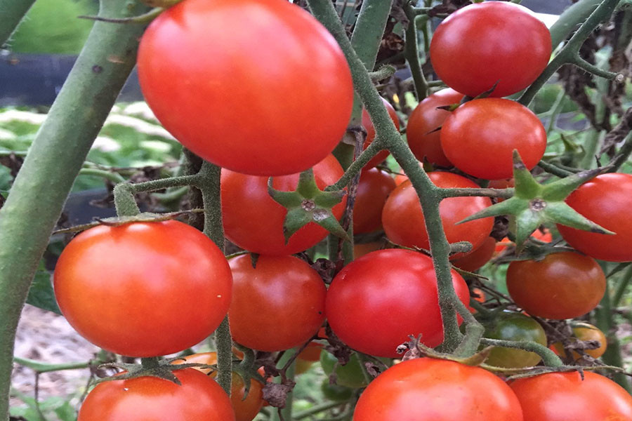 5 Great Ways To Eat And Preserve Cherry Tomatoes