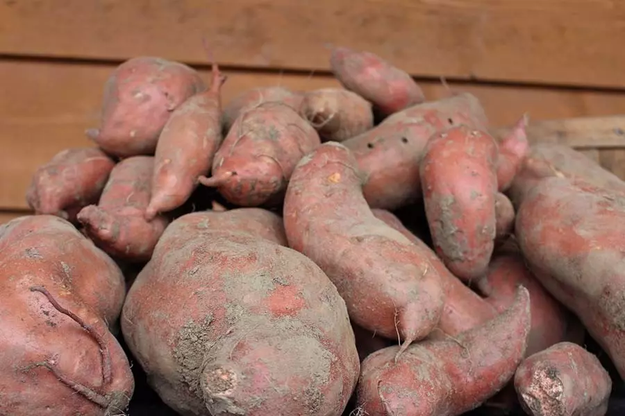 grow sweet potatoes
