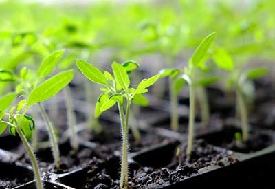 start vegetable seeds indoors