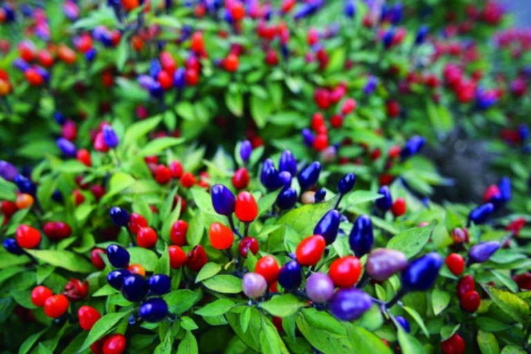 ornamental peppers - container plants
