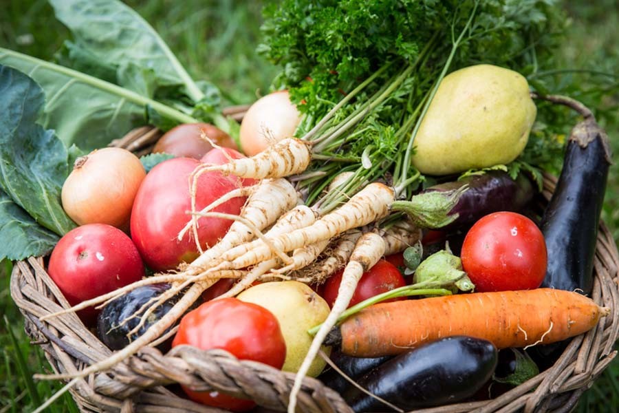 Our Must Try, Top 5 Vegetable Plants To Grow This Year!