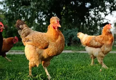 raising chickens