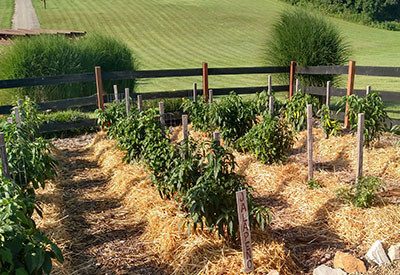 low maintenance vegetable garden