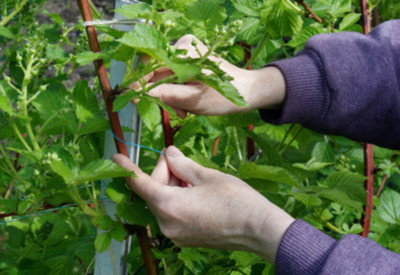 blackberries growing grow taste summer trellis easily