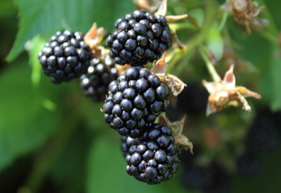 blackberries growing grow taste summer basics