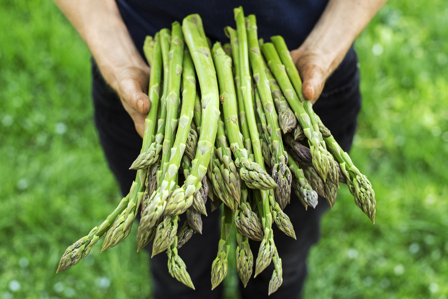 business plan for asparagus farming