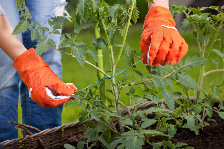 Tying Up Tomatoes What To Use And How To Do It With Ease!