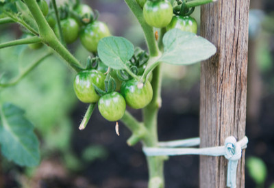 tying up tomatoes