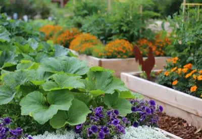 5 Secrets To Fertilizing Vegetable Plants And Flowers Grow Big Naturally