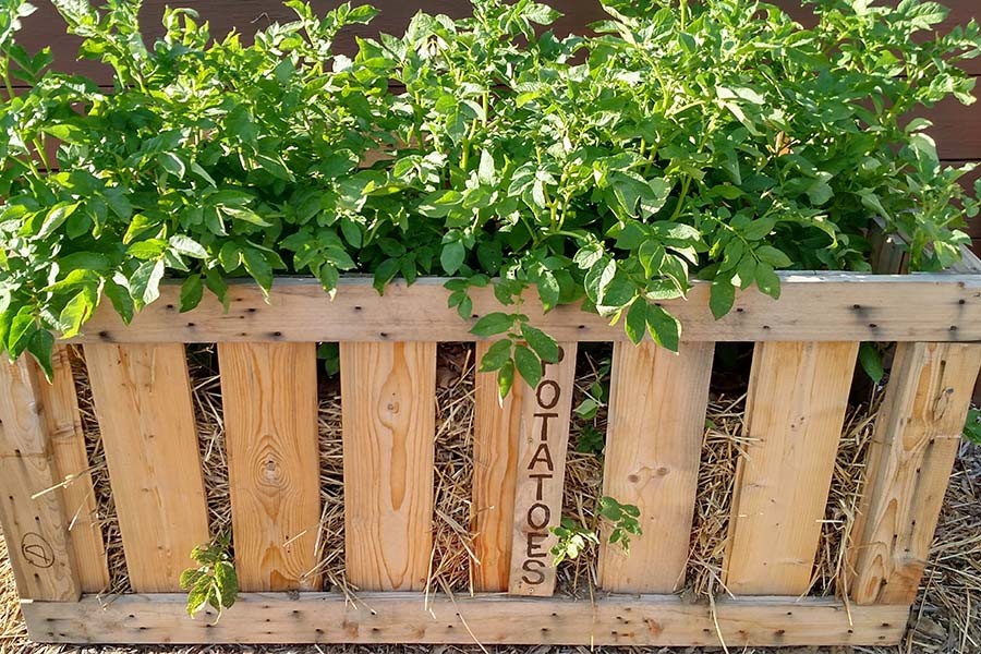 homemade potato crates - 2022 vegetable garden plan