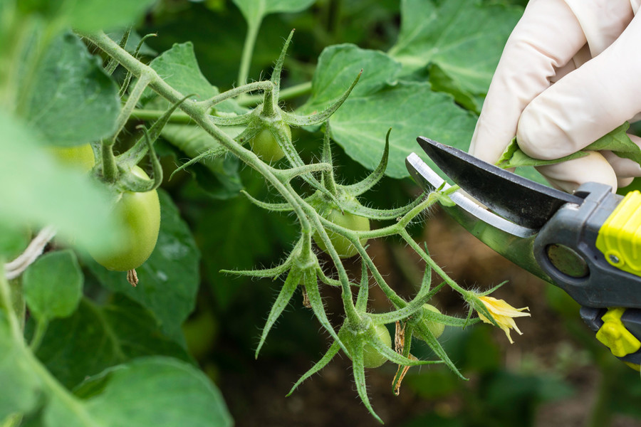 Pruning Vegetable Plants - Why Trimming and Thinning Is A ...