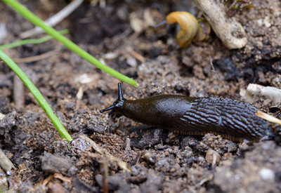 6 Natural Ways To Stop Slugs - How To Keep Plants Safe From Slugs