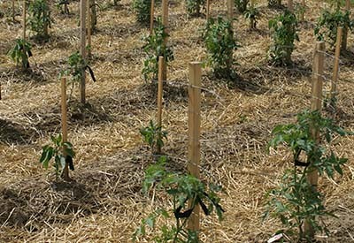 tying up tomatoes