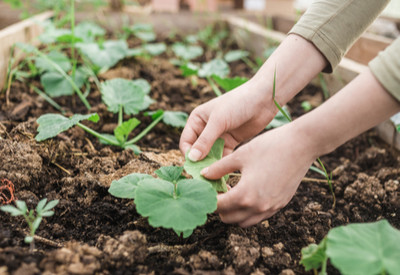 5 Big Vegetable Garden Tips To Keep Plants Healthy All Summer Long!