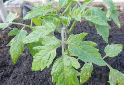 Fertilize Tomato Plants Naturally