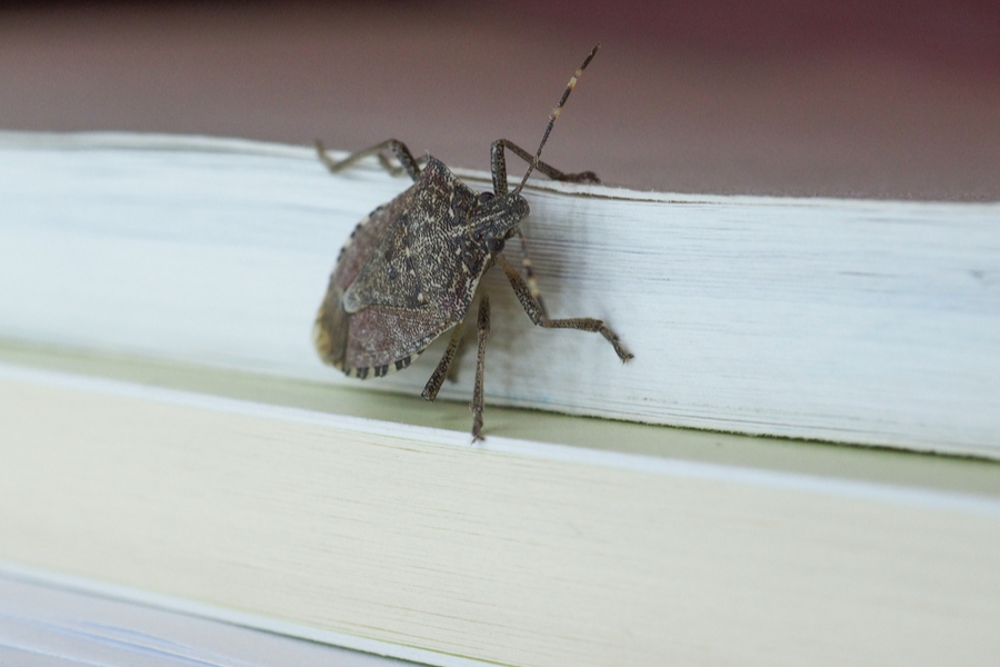 keep stink bugs out