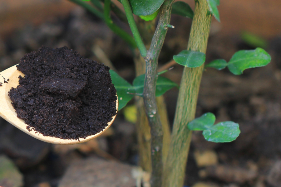 using-coffee-grounds-to-power-your-garden-flowers-plants-and-more