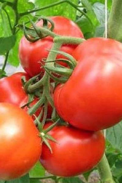 the secret heirloom tomato plant