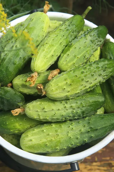 pickling cucumber varieties