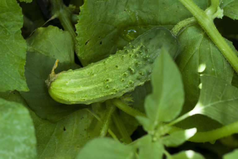 growing cucumbers Archives - Old World Garden Farms