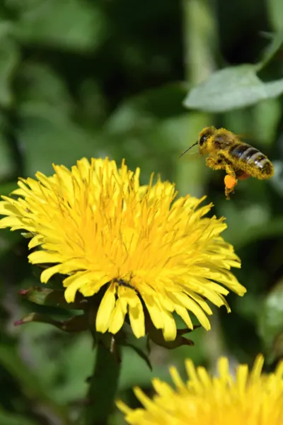 honey bees working blooms