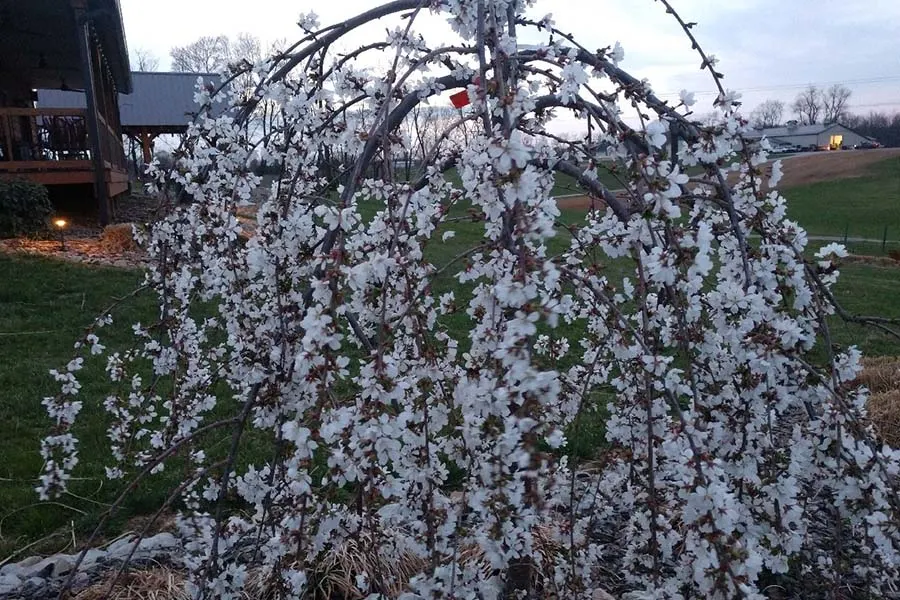 dwarf cherry tree in bloom