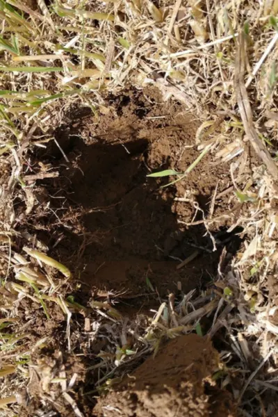 planting hole created by a post hole digger