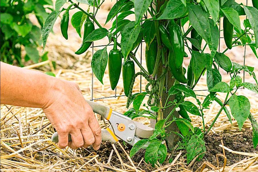 pruning pepper plants download