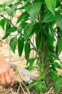 download pruning pepper plants for free
