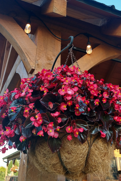 container plants of begonias