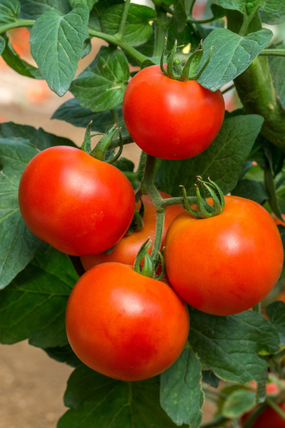 How To Help Struggling Tomato Plants Grow Bigger And ...