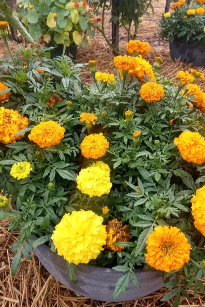 marigold flowers blooming