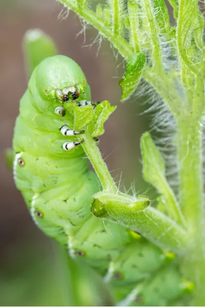 how to deter pests with companion planting