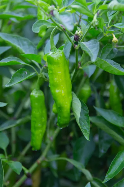 shishito pepper plants