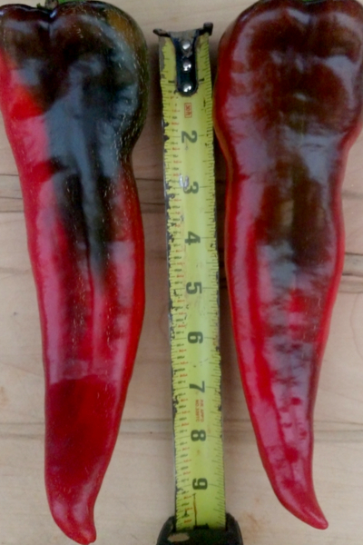 The size of the sweet Italian Roaster Pepper