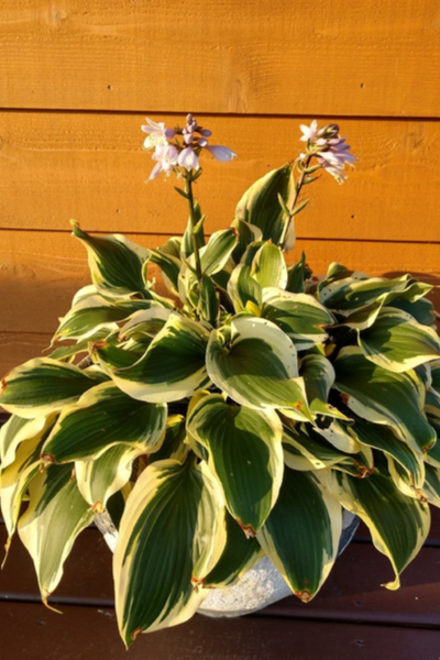 potted hosta plant
