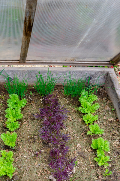 growing lettuce in a cold frame