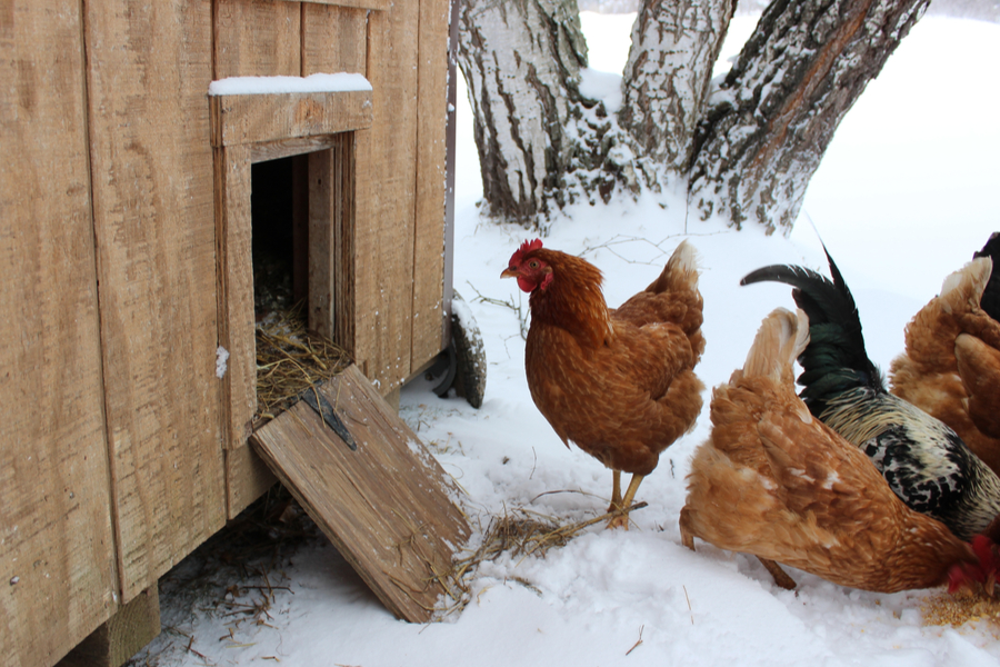 Preparing A Chicken Coop For Winter How To Keep A Flock Safe Warm