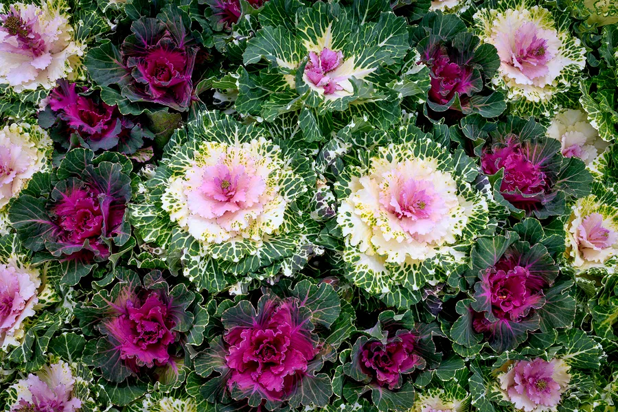 ornamental cabbage and kale