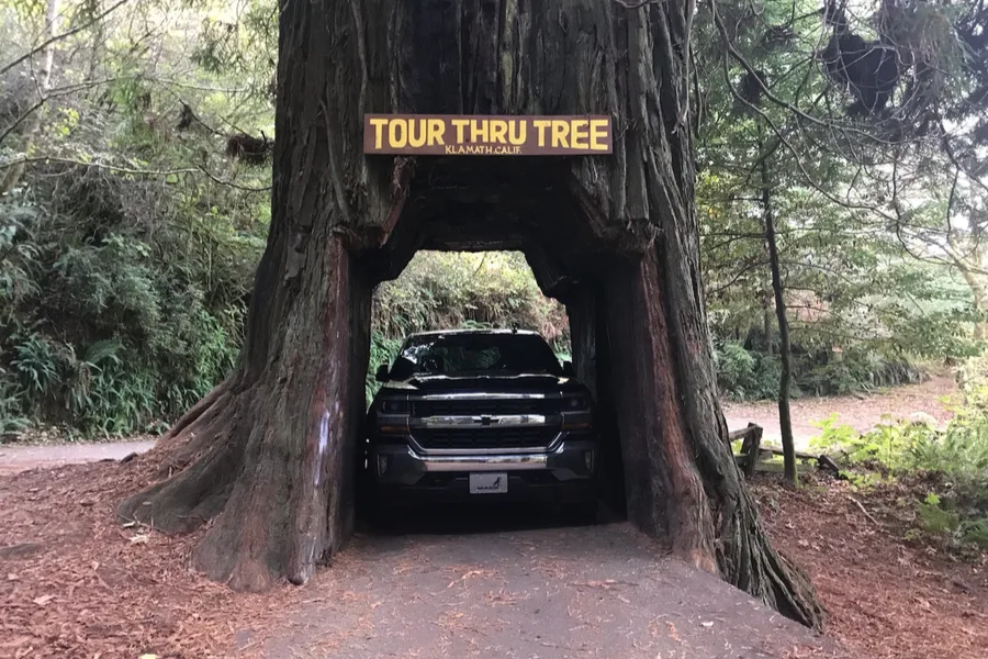truck through the redwood tree
