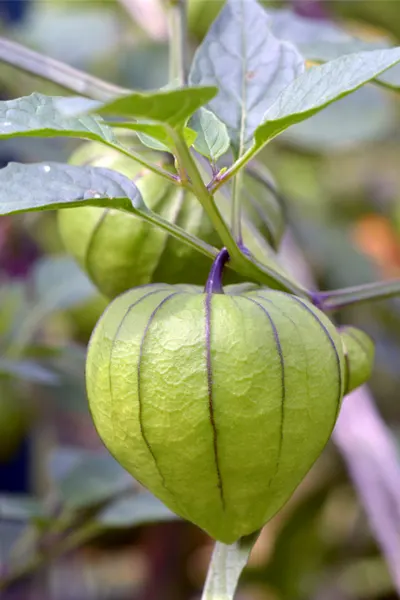 tomatillo plants - a new addition to the garden plan for 2020