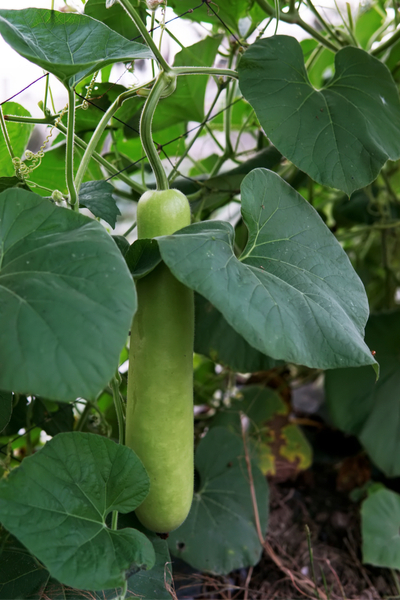 unique garden plants - the loofa plant