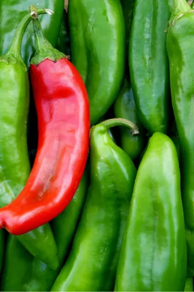 Aneheim Chili Pepper - Perfect Pepper Plants