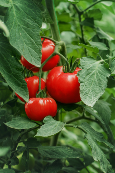 replanting tomatoes