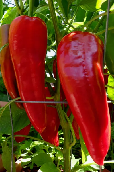 perfect peppers - Italian roaster