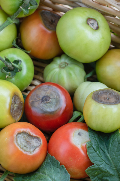 keep tomato plants healthy